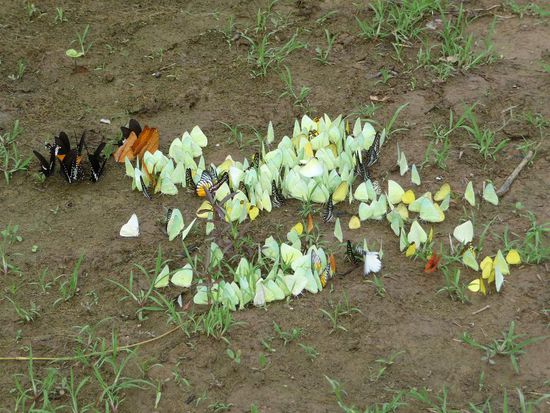 Die Schmetterlinge auf dem Boden... diverse Farben !