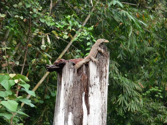 Dafuer haben wir eine Echse aus der Naehe gesichtet...
