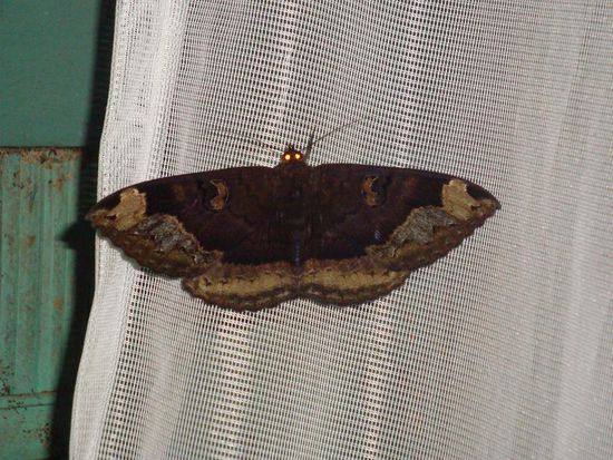 Der riesige Falter auf unserem Moskitonetz... natuelich wurde er von uns umgehend ausgiebig fotografiert.