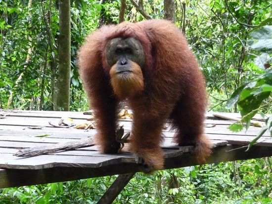 Das riesige Maennchen... schon irgendwie furchteinfloessend, sobald er sich ein wenig naeherte mussten sich auf Anweisung des Rangers alle Besucher ein paar Schritte zurueckbegwegen.