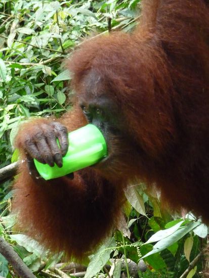 Eines der Weibchen... hat schnell 3 volle Becher Milch weggehauen. War echt witzig mitanzusehen...