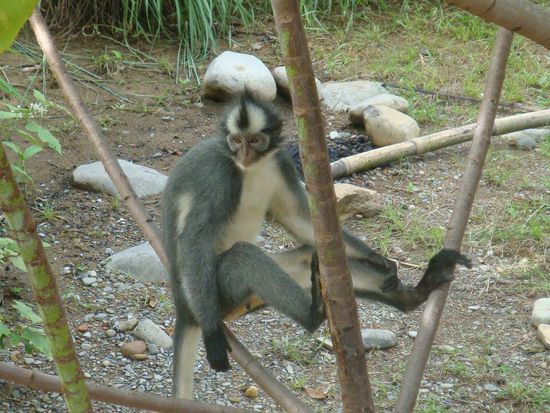 Ich kann mich leider nicht daran erinnern wie diese Affen hiessen, aber sie waren echt cool, vorallem die Frisur ! 