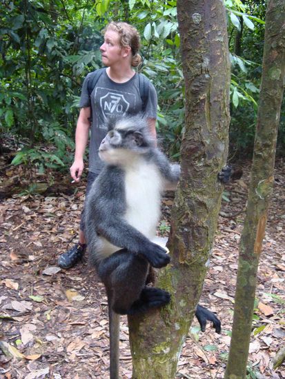 Unser erster Affe um Dschungel... cooles Foto, auf einmal raschelte es, ein weiterer Affe tauchte auf und alle Koepfe drehten sich !