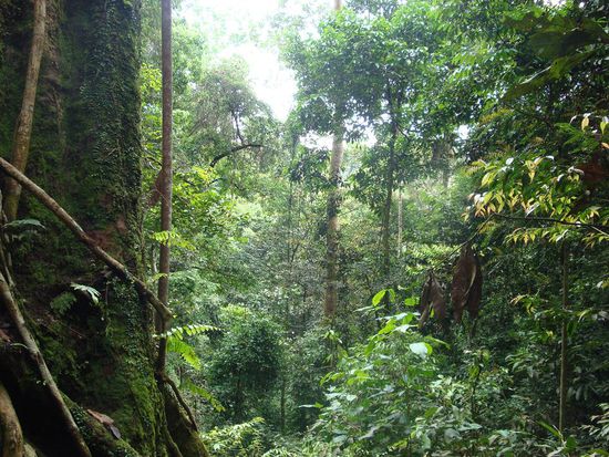 So sah es im Dschungel aus... richtig der Hammer ! Nirgendwo auf Reisen zuvor habe ich schoeneren und dichteren Dschungel gesehen...