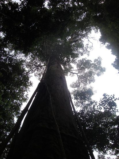 Ein 300 Jahre alter richtig fetter Baum...