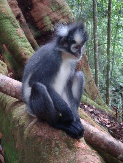 Ein weiterer "Punk-Affe"... er wartete geduldig inmitten unserer Gruppe auf Bananen.