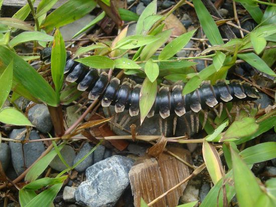 Ein riesiger Tausendfuessler... faszinierend !