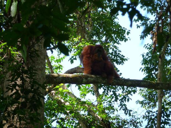 Das massive Maennchen, auf diesem Ast hatte er kurz zuvor noch gemuetlich geschlafen...