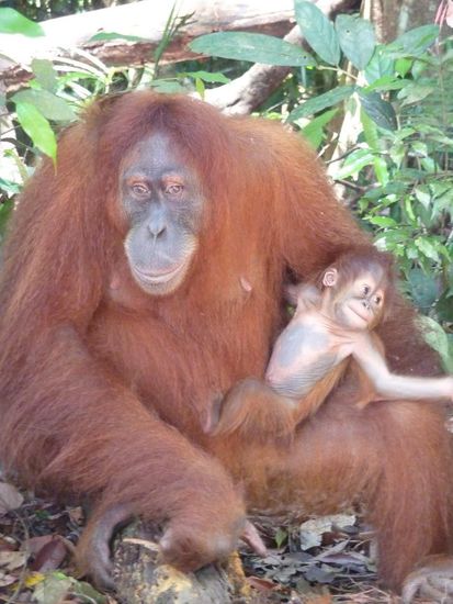 Das Orang-Utan Weibchen, zusammen mit dem Baby... ein toller Anblick.