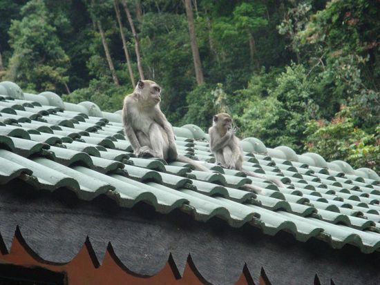 Die Affen auf den Daechern unserer Unterkuenft...