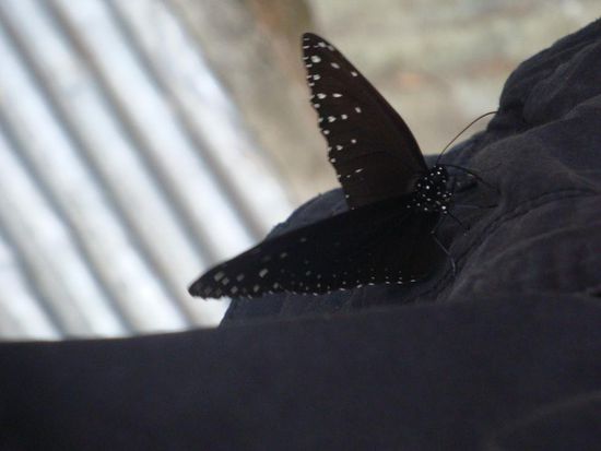 Der schwarze Schmetterling... sieht toll aus mit den weissen Punkten.