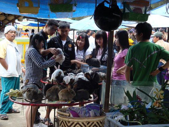 Hier wurden Hasen verkauft... sah eigentlich voll ok aus, aber gleich daneben die Hundebabys in kleinen Kaefigen waren uebel... dies konnte ich nicht Fotografieren.
