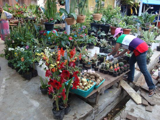Wunderschoene Kaktusse und Blumen wurden hier ueberigens auch verkauft...