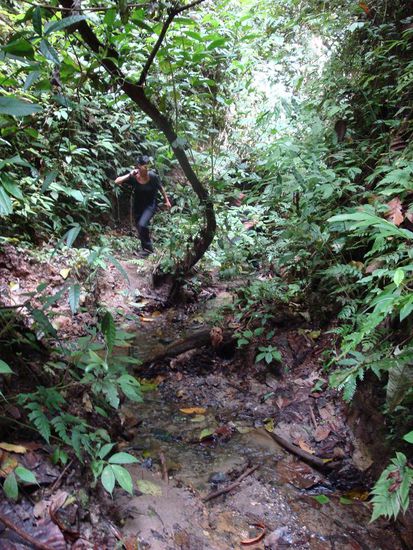 So sah unser Weg aus... Patty im Dschungel.