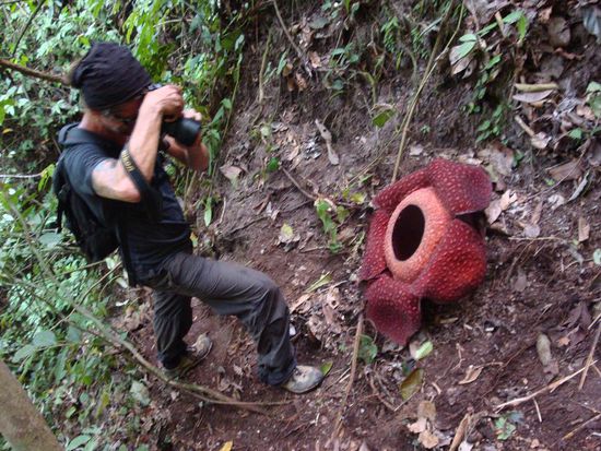 Paul und die Rafflesia... damit ihr aus seht wie gross diese Blume wirklich war.