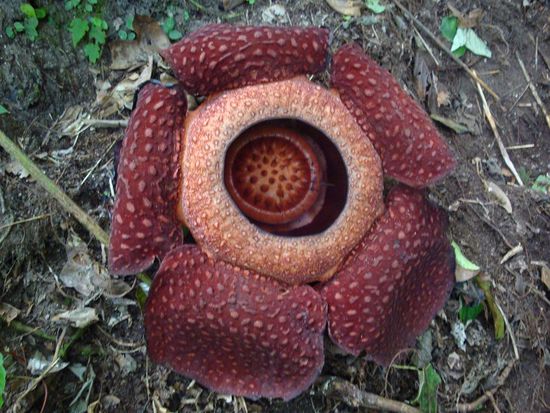 Und nochmals ein Foto von Oben... ein toller Anblick !