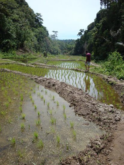 Aus dem Dschungel hinaus, zurueck zu den Reisfeldern...