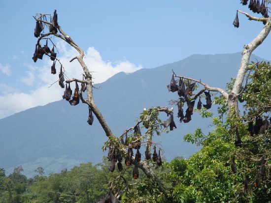 So sah dies ungefaehr aus... und dies war nur ein Ast, mehrere Baeume waren total uebersaeht von "Flying Foxes".