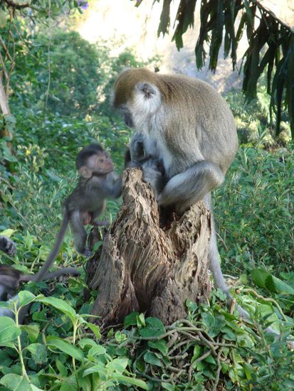 Auch hier hatte es natuerlich wieder Affen, wie fast ueberall... fuer uns aber trotzdem immer wieder lustig zu sehen.