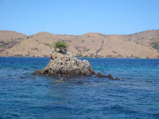 Der zweite Tauchspot an diesem Tag "Lonely Tree"...