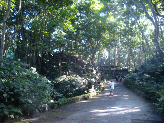 So sah es im "Monkey Forest" aus... alles schoen gruener Dschungel.