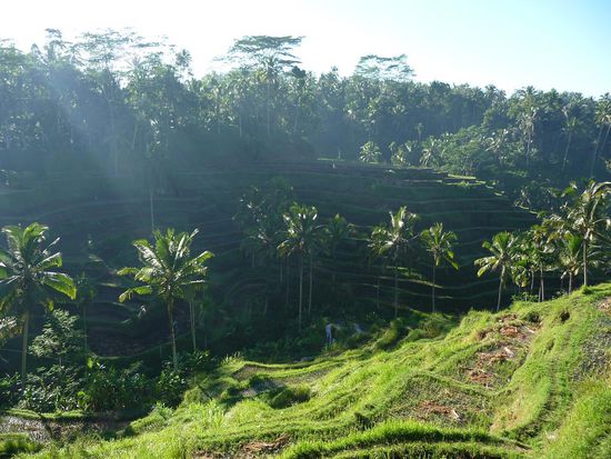 Hier machten wir mit dem Bus einen kurzen Stop um Fotos zu schiessen... wirklich schoene Reisterassen, leider schien die Sonne am Morgen frueh noch deutlich zu stark in die Kamera.