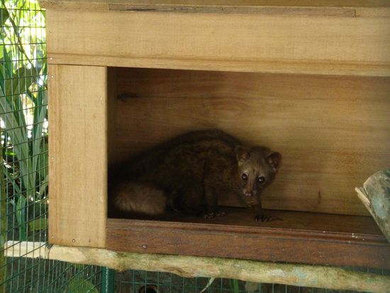 Dieses Tier hier, leider kann ich mich an den Namen nicht mehr errinnern, ist an der Herstellung beteiligt...