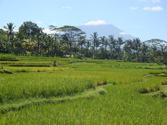 Ein weiterer Stop um ein Foto vom Vulkan und den davorliegenden Reisfeldern zu machen... friedliche Landschaft im innern von Bali !