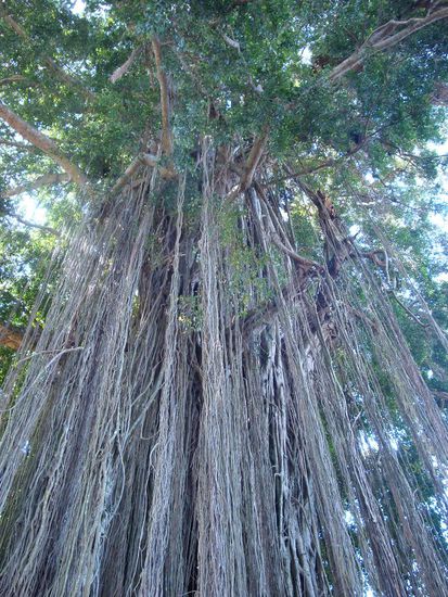 Ein weiterer Stop, bei einem riesigen Baum... sogenannter "Rasta-Tree". 