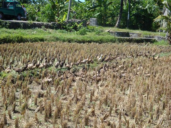 Auf dem Reisfeld... alles voller Enten, "Roasted Duck" ist hier ueberigens eine Spezialitaet in Bali.
