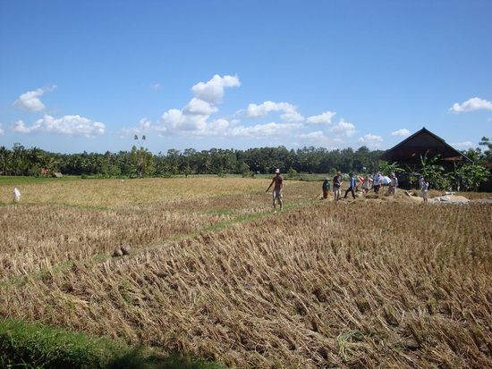 Und Blick von der Strasse auf das Reisfeld und unsere Gruppe... die Landschaft hier war echt total friedlich.