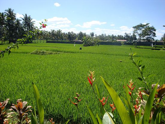 Aussicht auf diesmal total gruene Reisfelder... vom Restaurant aufgenommen.