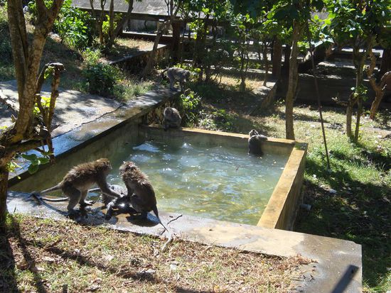 Der "Pool" indem die Affen herumturnten und sich gelegentlich von den heissen Temeraturen abkuehlten.