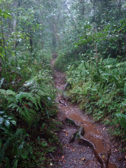Dies war unser Weg durch den Dschungel... wunderschoen aber total verregnet !