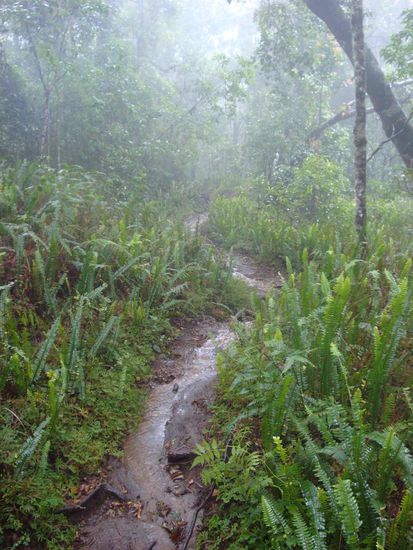 Unser Weg nach oben verwandelte sich schon nach kurzer Zeit in einen kleinen Bach...