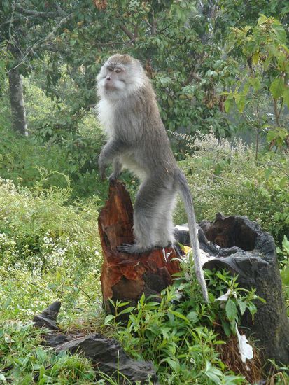 Auch hier hatte es natuerlich wieder Affen die darauf spekulierten von den Touristen gefuettert zu werden.