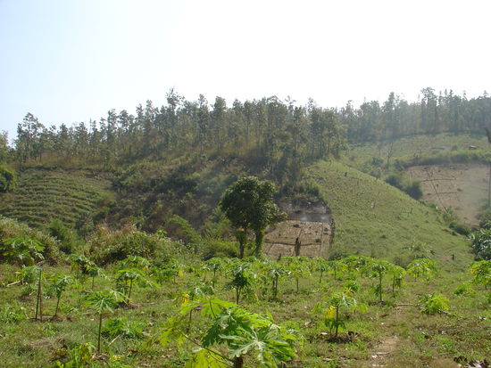 Alles war so gruen...