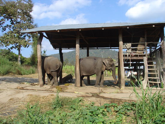 Eines der Elefantencamps.