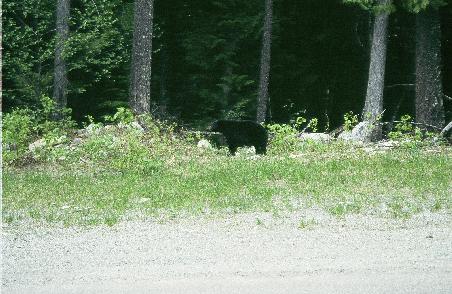 Mein erster Schwarzbär am Wegesrand