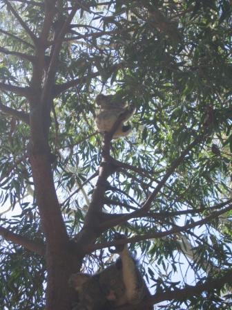der kleine Koala im Baum