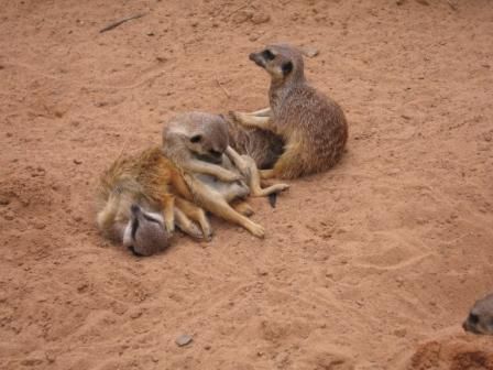 die sind suess