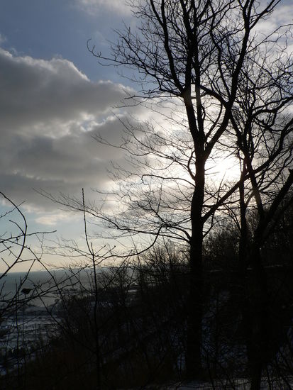 Sonnenspiel in den Bäumen