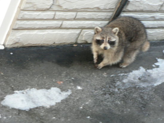 Komm mir blos nicht zu nahe - das ist meine Mülltonne !!