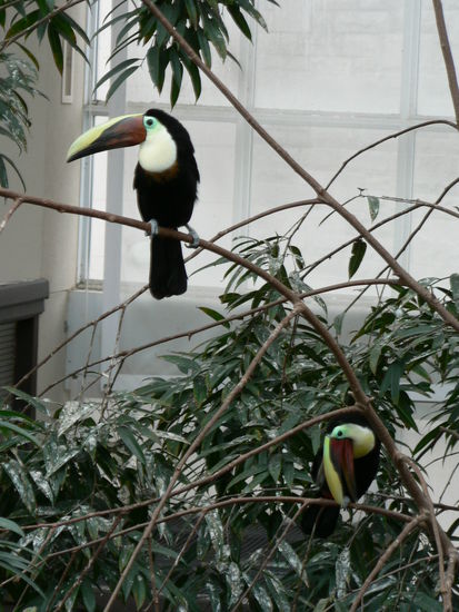 in der riesigen Voliere (ein ganzes Gebäude)