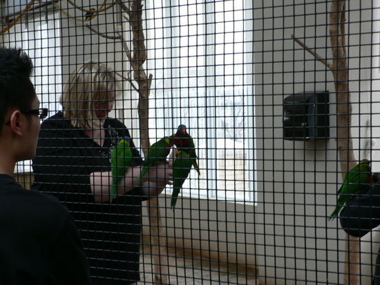 Diesmal bin ich in der Voliere.