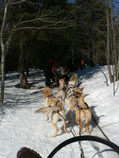 Auf die Plätze fertig - los! Das sind unsere Hunde!