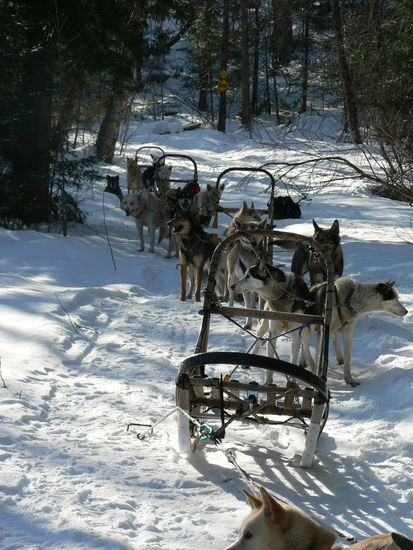 Die ganze Meute bei der Rast.