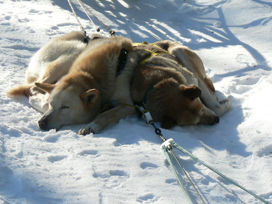 Ein kurzer Powerschlaf bevor es wieder heimgeht.