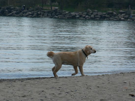 auch die 4-Beiner hatten ihren Spass.