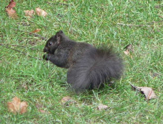 Black Squirrel